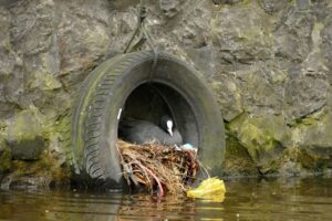 coot, bird, waterfowl