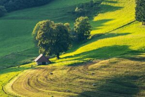 landscape, field, meadow