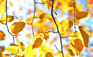 fall, autumn leaves, leaves, october, colorful, autumn color, sheet in the autumn, golden autumn, golden, golden october, deciduous tree, plants, tree, light, nature, multicoloured, season