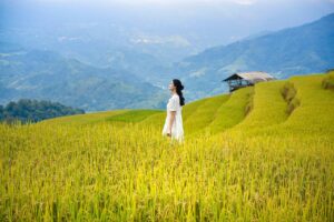 vietnam, lua, rice, hoangsuphi, nature, hagiang, mountain, ruongbacthang, women