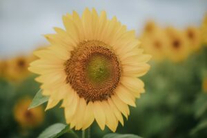 A close-up of a bright yellow sunflower in a field.